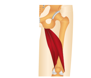 hamstring - PodMarlow